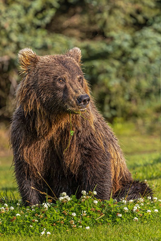 Grizzly bear eating clover-Lake Clark National Park and Preserve-Alaska art print by Adam Jones for $57.95 CAD